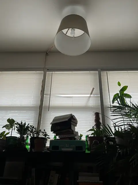 Soft light, green life, cozy home.