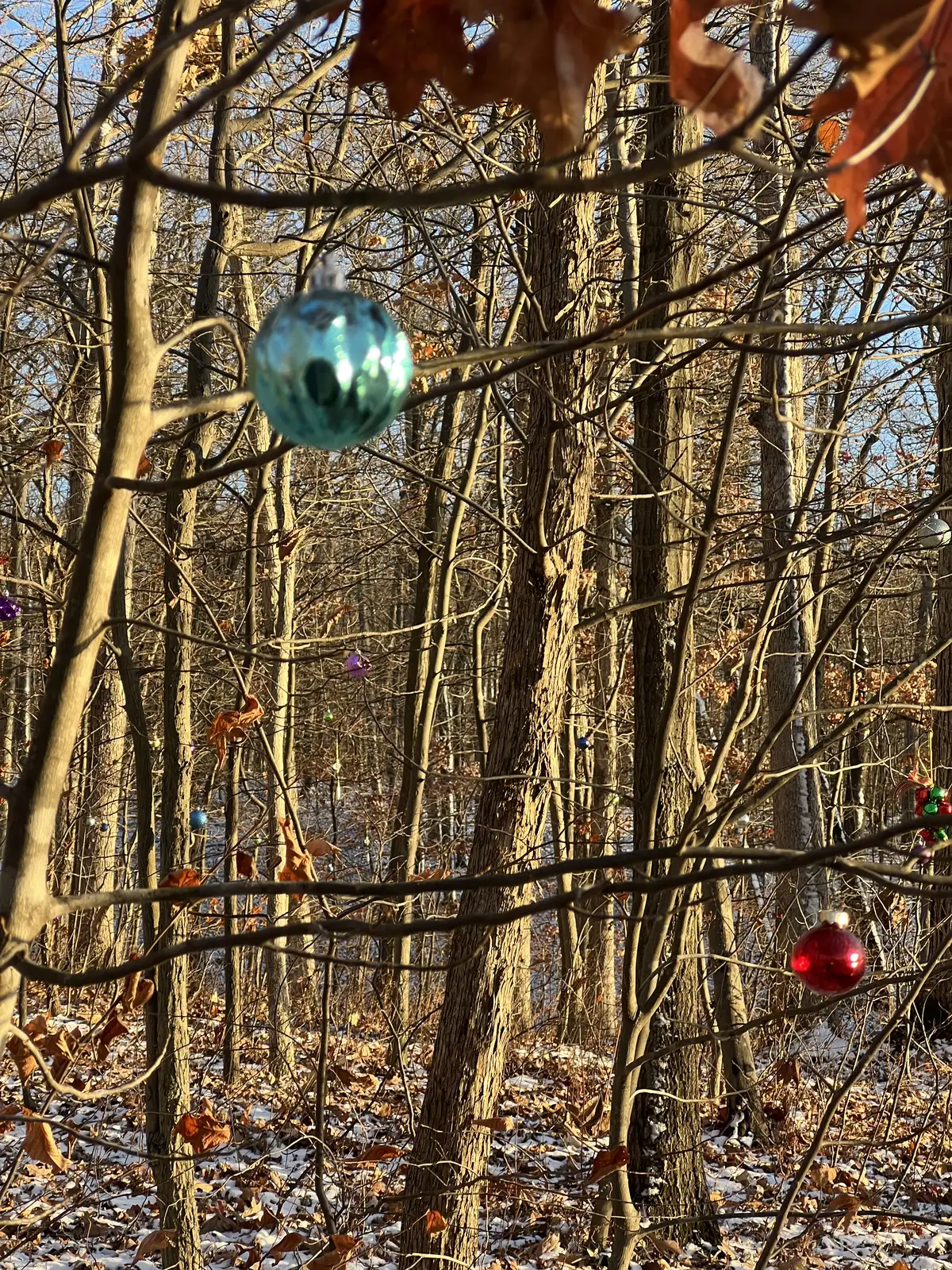 Winter woods get a touch of unexpected festive magic. Still Frame
