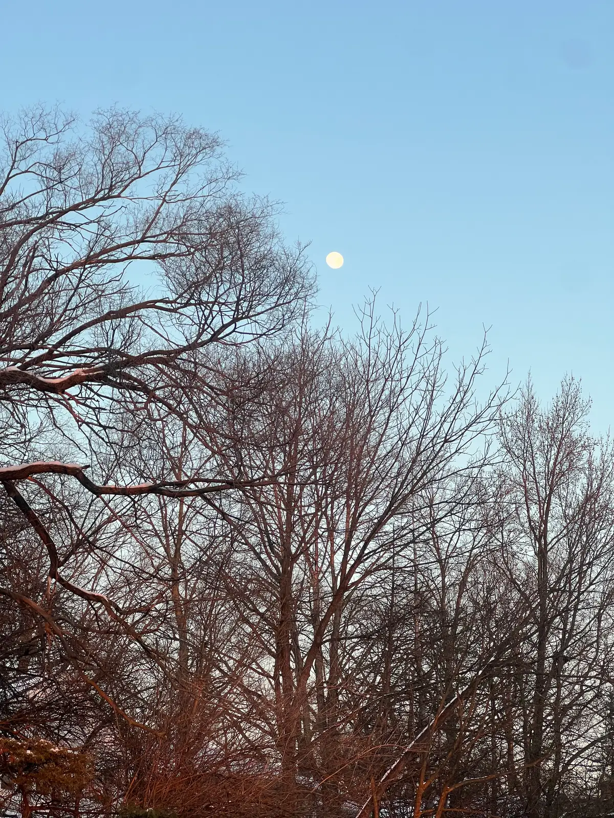 Moonlit winter branches: serene twilight beauty. Still Frame