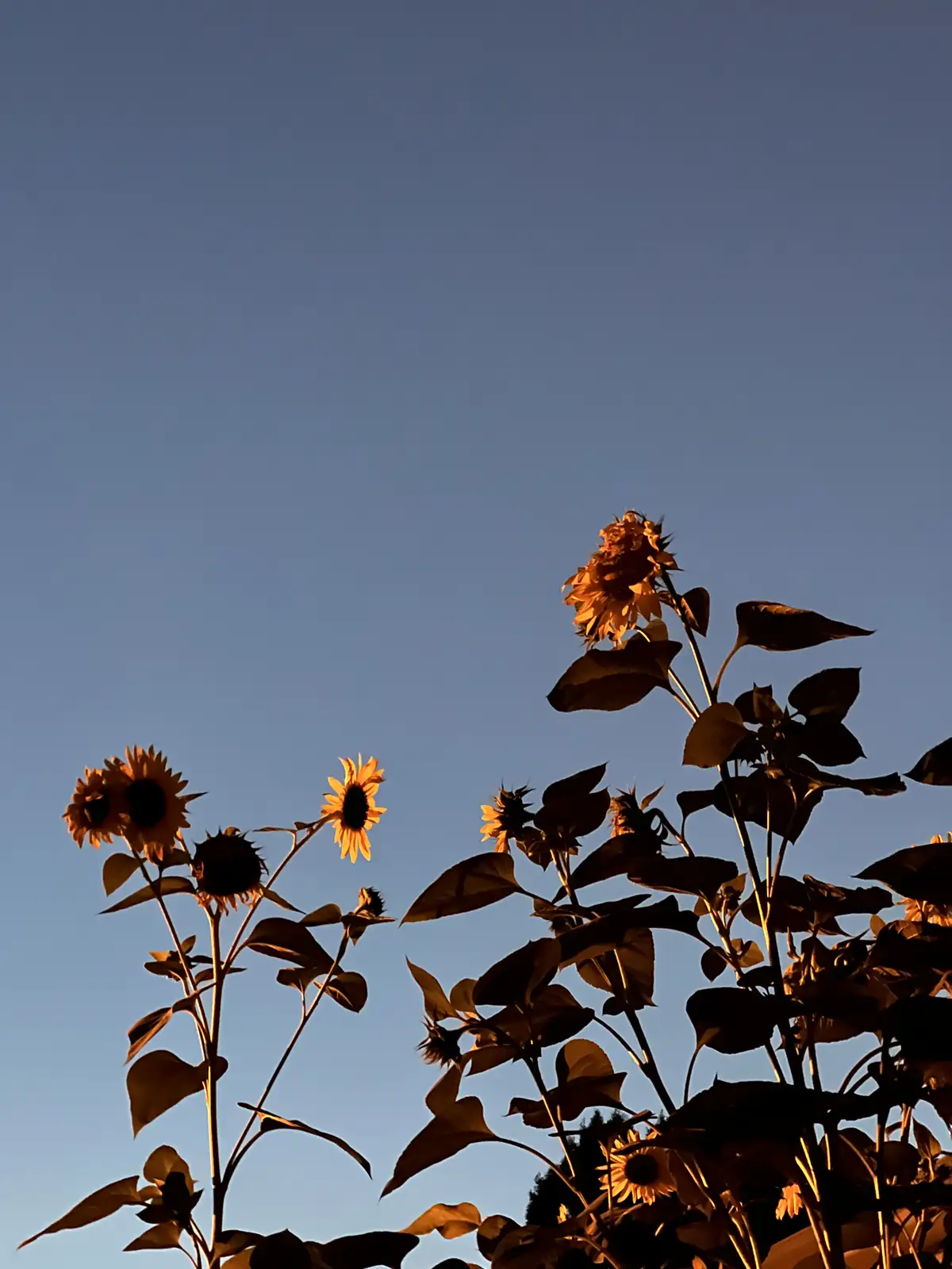 Sunflowers basking in the warm glow of golden hour.